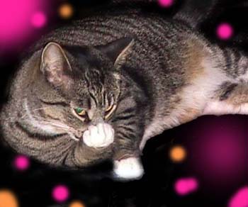 these are not real picture of my cat but this is what they look like.