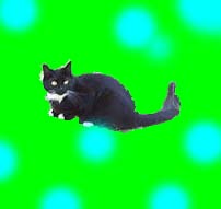 meow