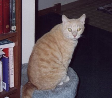This is Mom's baby boy, FuzzButt.  Isn't he sweet??
