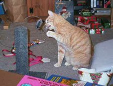 Maybe I could catch this silly mouse if I hadn't eaten so much catnip