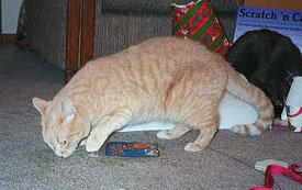 I'd better grab this before Mooch comes back!