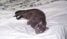 Nap time for Moochie-Woochie