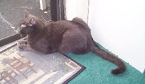 Guarding the balcony door