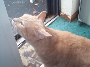Balcony door check