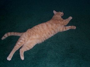 Poor, tired Fuzzie-Wuzzie!