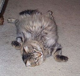 Max