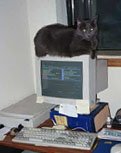 Mooch's favorite perch