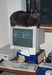 Watch Kitty