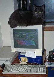 Watch Kitty