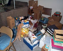 Busy, busy kitties!!!! I don't even know where to start!