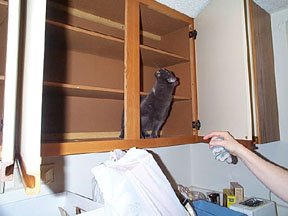 Yep!  No sweat for a cat like me!