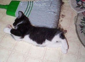 Tiny