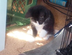 Tiny