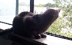 Here's Mooch, just watching the world go by