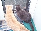 Oh Mom, can't we pleeeeeeease go out on the balcony?????