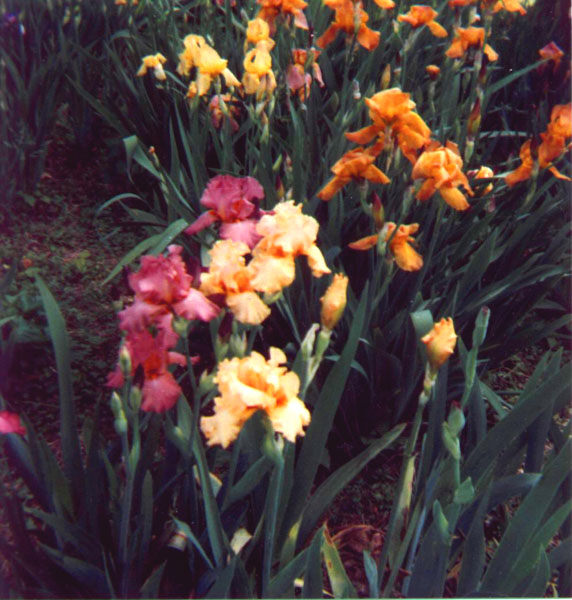 Grown by Aunt Iris's very own hands