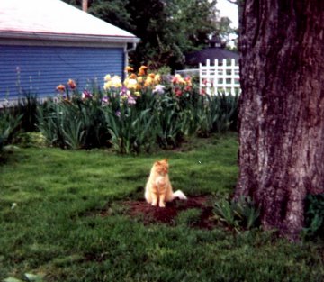 This is Aunt Iris's very first kitty, Cousin Lightfoot, gone but not forgotten.
