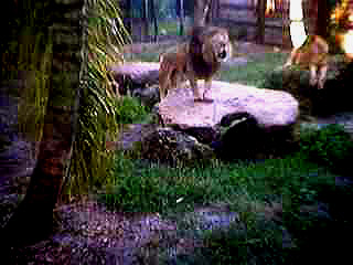 noble lion