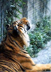 head up tiger