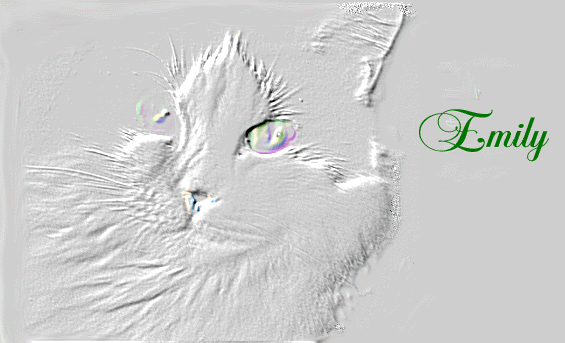 Emmy-cat