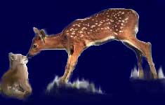 fawn and lynx