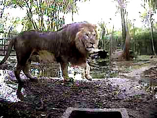 King of Tiger Homes