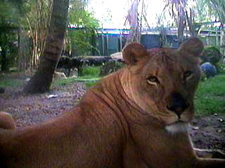 lioness
