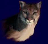 panther