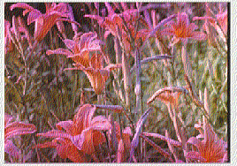 pinkflowers