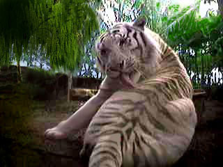 Loki at Tiger Homes