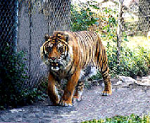coming to get you tiger