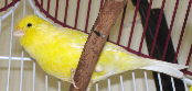 Ariel the Canary