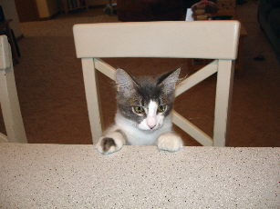 Clay in a chair