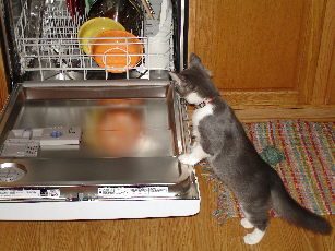 Clay inspects the dishwasher