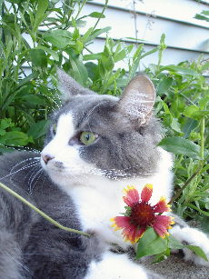 Clay the cat