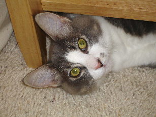 Clay hides under the table