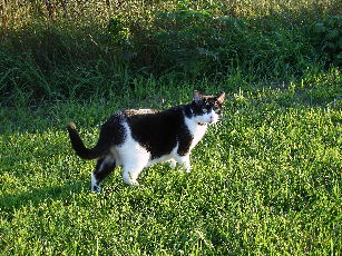 Clover on an outdoor adventure