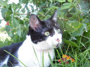 Clover the cat
