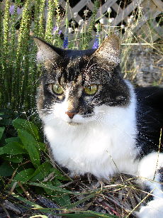 Twigs the cat