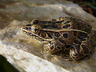 frog