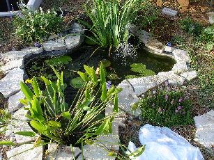 Pond