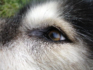 Rave's close up
