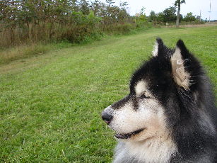 Raven contemplates the meaning of life
