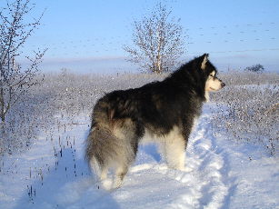 Raven in the winter woods 