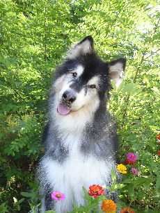 Raven the Alaskan Malamute