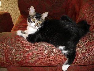 Twigs rests again