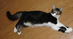 Twiggy stretches out