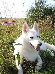 Willow the Husky