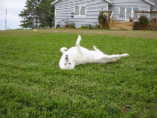 Willow goes for a roll