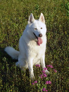 Willow enjoys the scenery